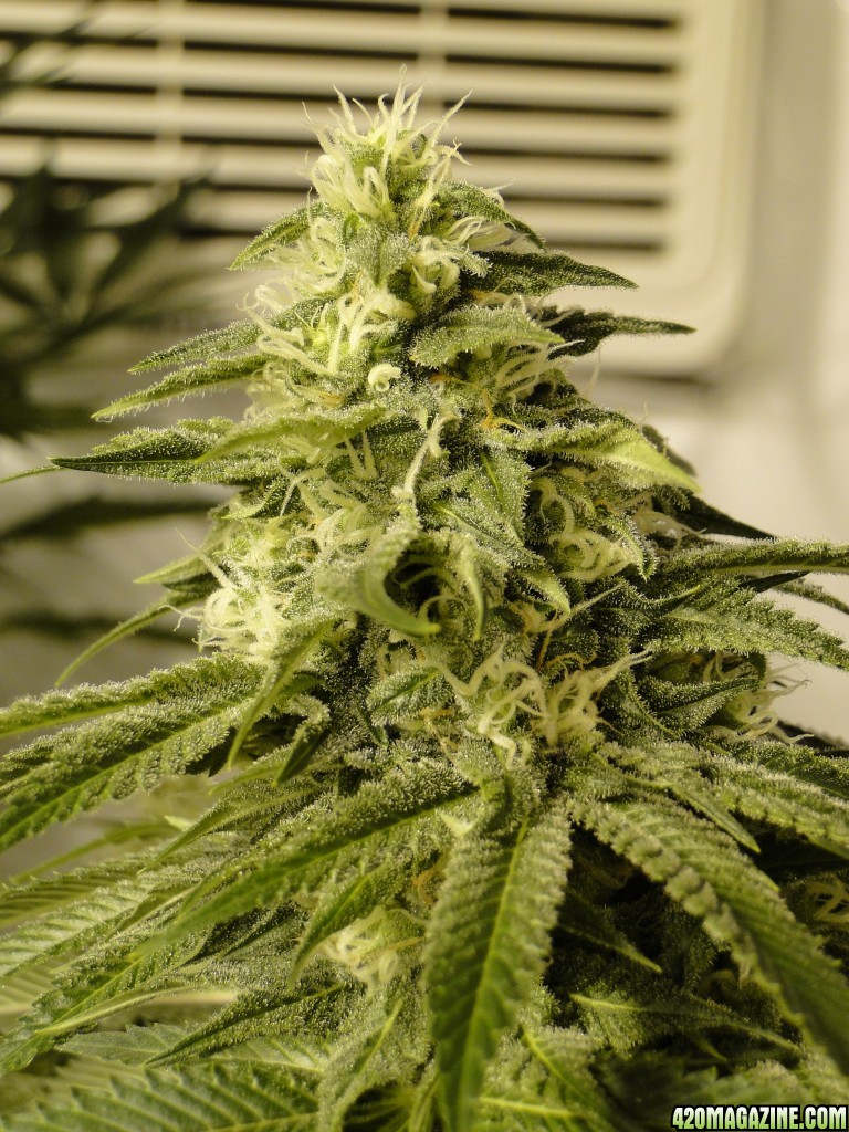 Organic Sour Diesel x OG Kush x Hindu Kush-Day 41 of Flowering