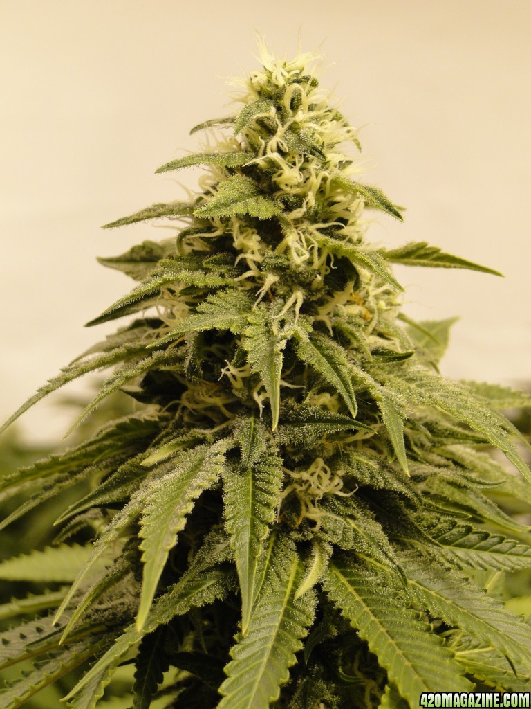 Organic Sour Diesel x OG Kush x Hindu Kush-Day 41 of Flowering