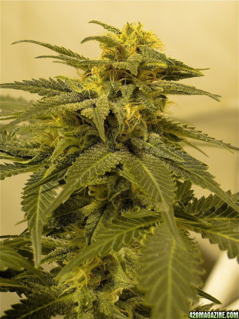 Organic Sour Diesel x OG Kush x Hindu Kush-Day 41 of flowering