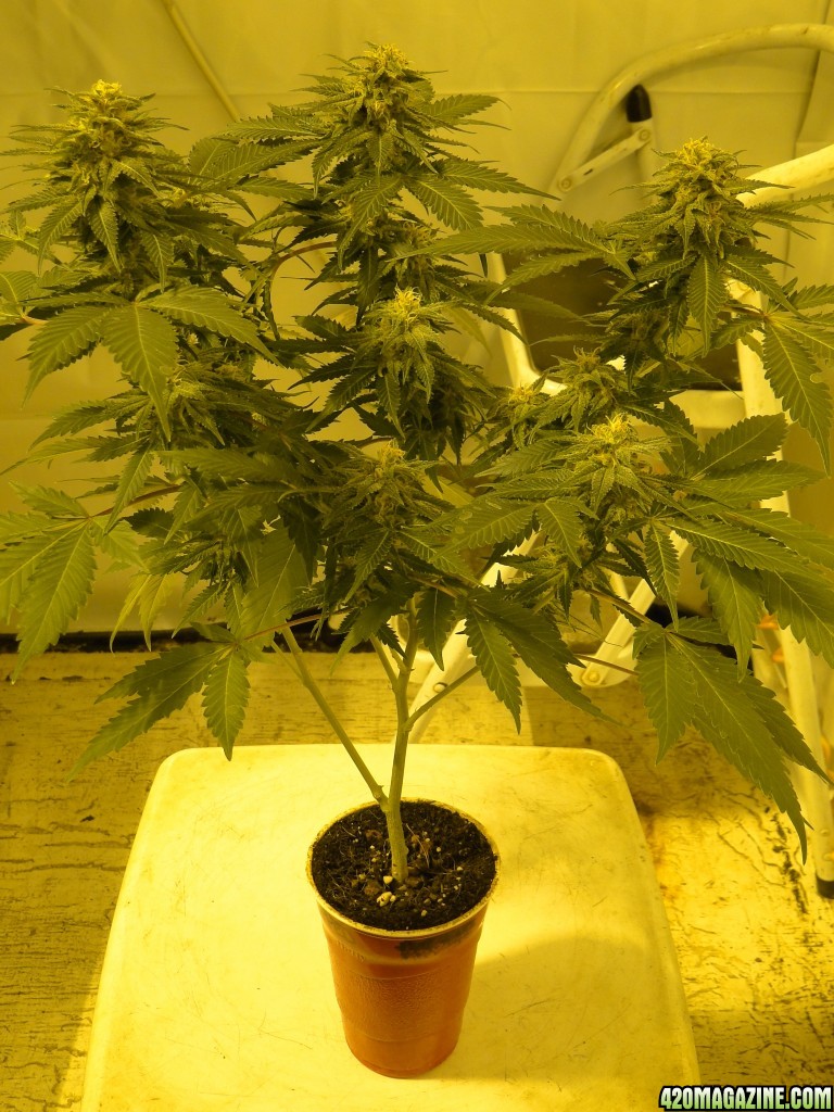 Organic Sour Diesel x OG Kush x Hindu Kush-Day 41 of flowering