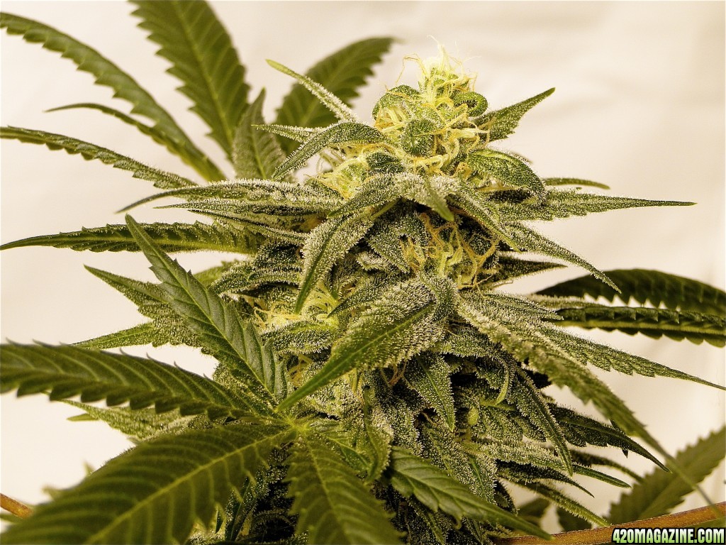 Organic Sour Diesel x OG Kush x Hindu Kush-Day 42 of Flowering