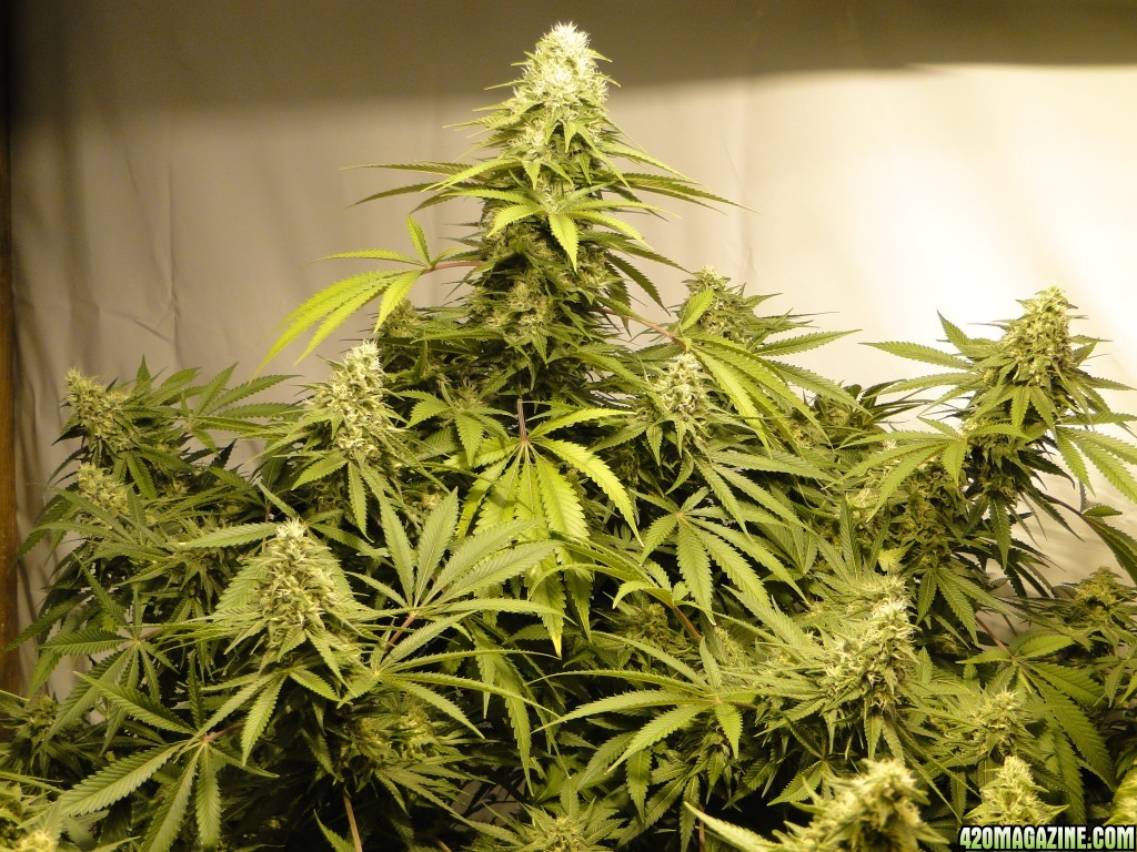 Organic Sour Diesel x OG Kush x Hindu Kush-Day 43 of Flowering