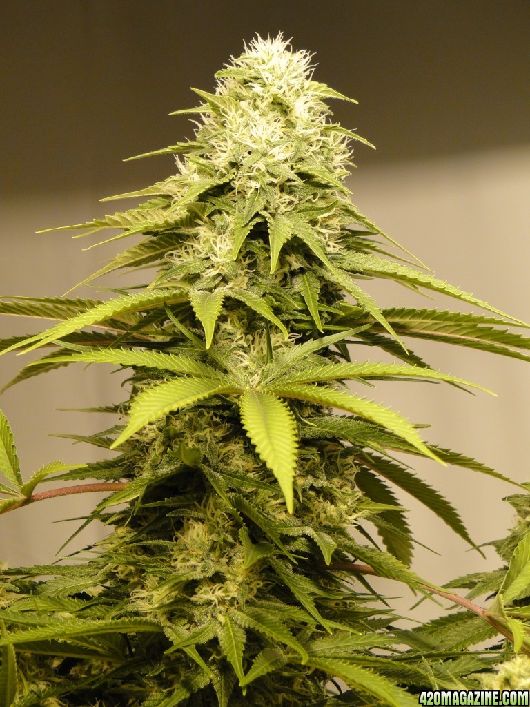 Organic Sour Diesel x OG Kush x Hindu Kush-Day 43 of Flowering