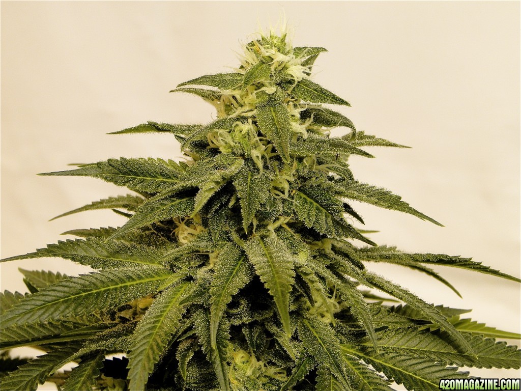 Organic Sour Diesel x OG Kush x Hindu Kush-Day 43 of Flowering