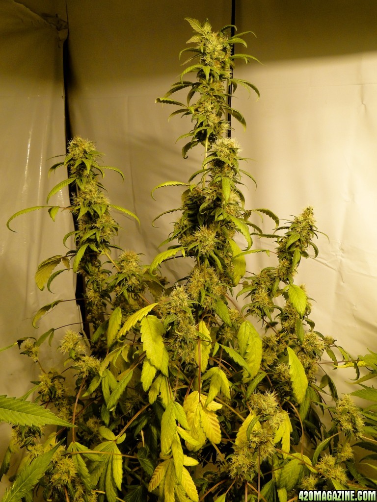 Organic Sour Diesel x OG Kush x Hindu Kush-Day 46 of Flowering