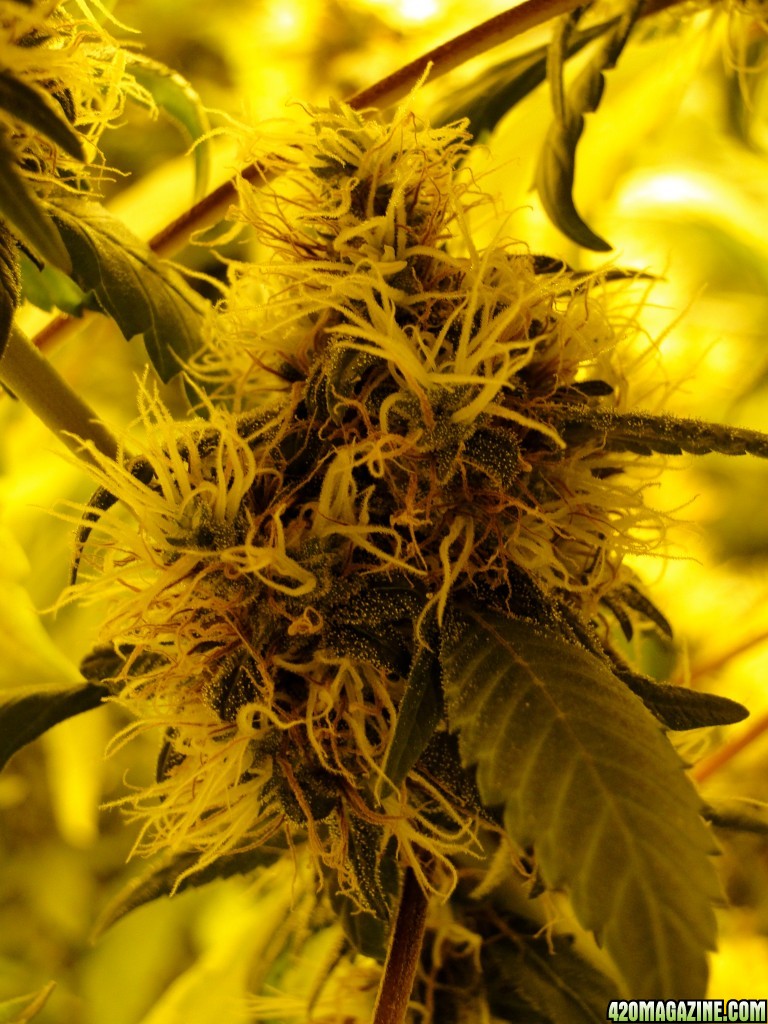 Organic Sour Diesel x OG Kush x Hindu Kush-Day 46 of Flowering