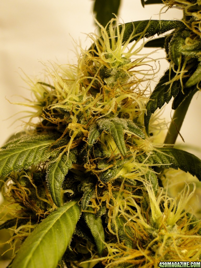 Organic Sour Diesel x OG Kush x Hindu Kush-Day 46 of Flowering