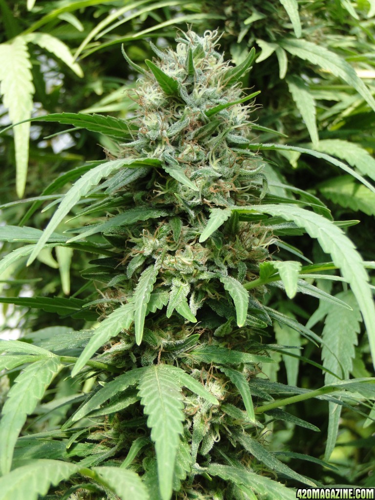 Organic Sour Diesel x OG Kush x Hindu Kush-Harvest Day-9/20/16