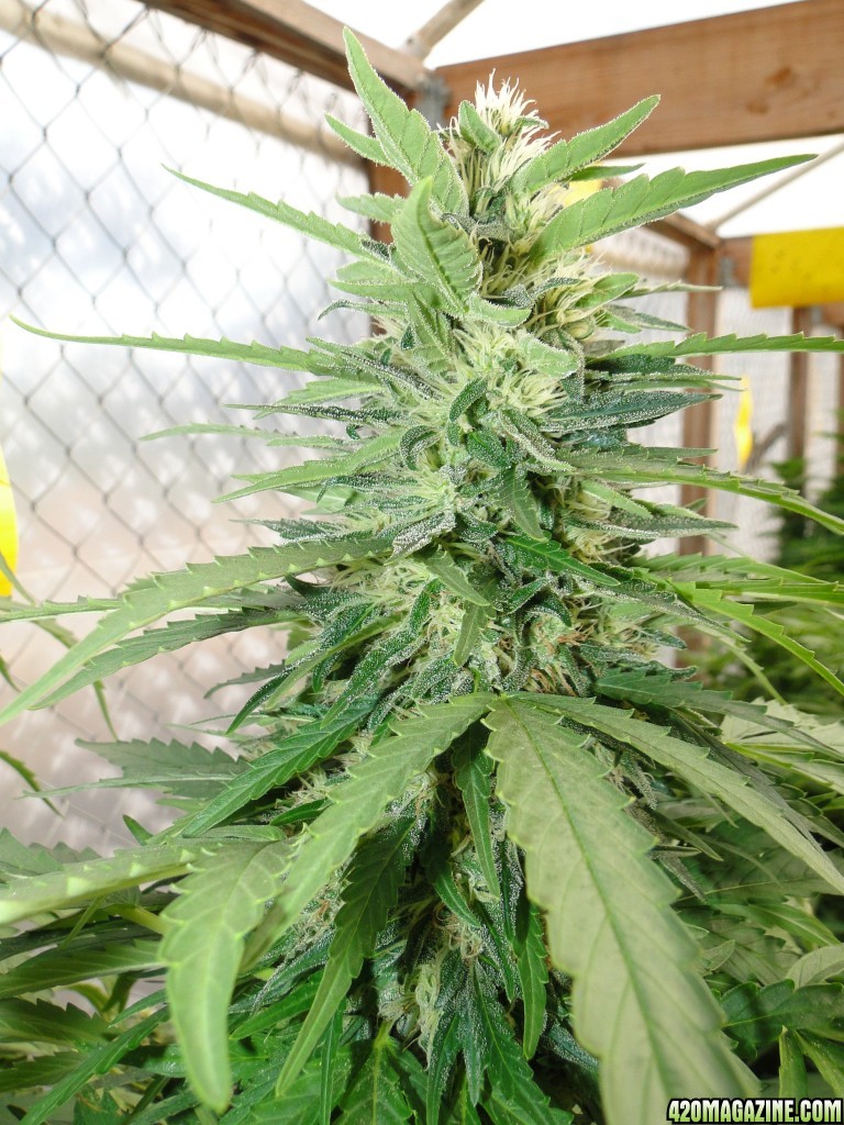 Organic Sour Diesel x OG Kush x Hindu Kush in Flowering (Pheno #1)