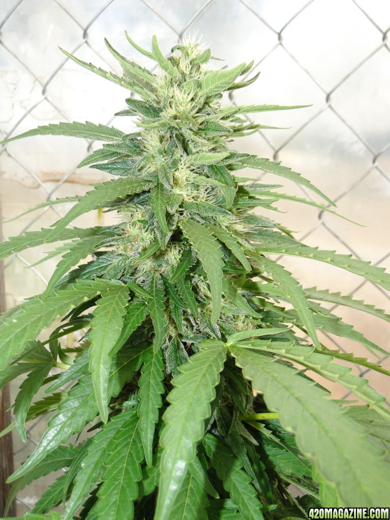 Organic Sour Diesel x OG Kush x Hindu Kush in Flowering (Pheno #1)