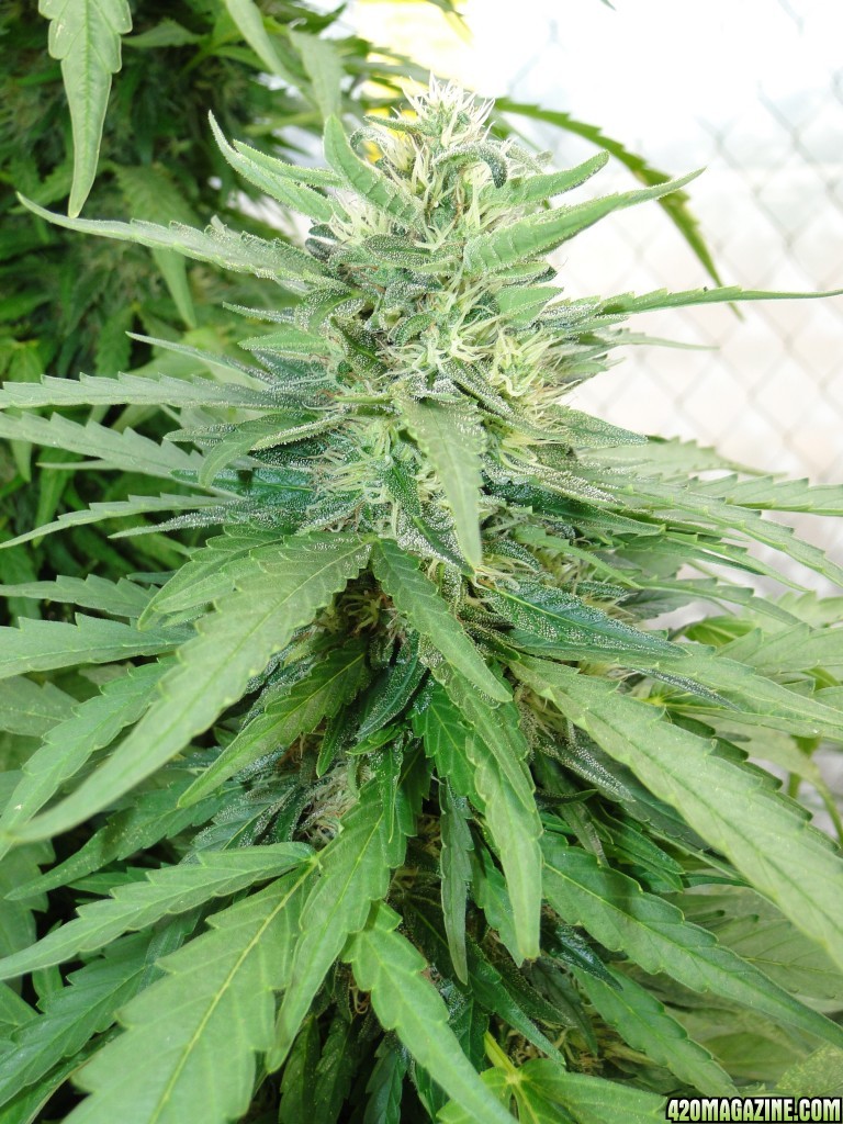 Organic Sour Diesel x OG Kush x Hindu Kush in Flowering (Pheno #1)