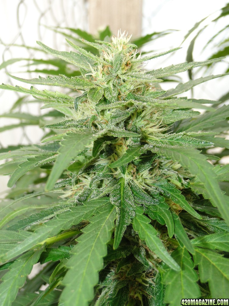 Organic Sour Diesel x OG Kush x Hindu Kush in Flowering (Pheno #1)