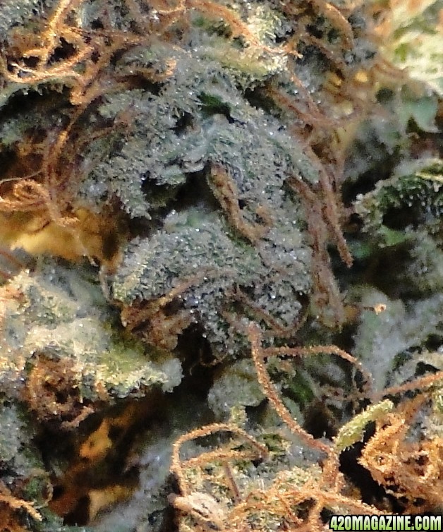 Organic Sour Diesel x OG Kush x Hindu Kush Macro Shot