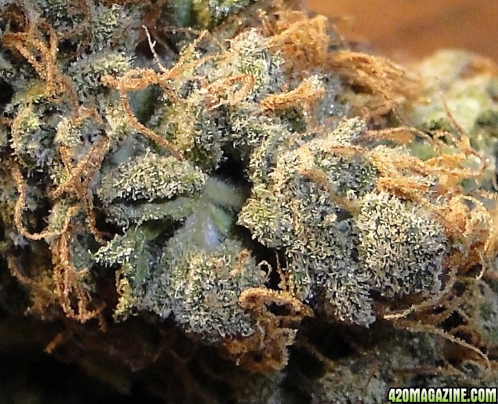 Organic Sour Diesel x OG Kush x Hindu Kush Macro Shot