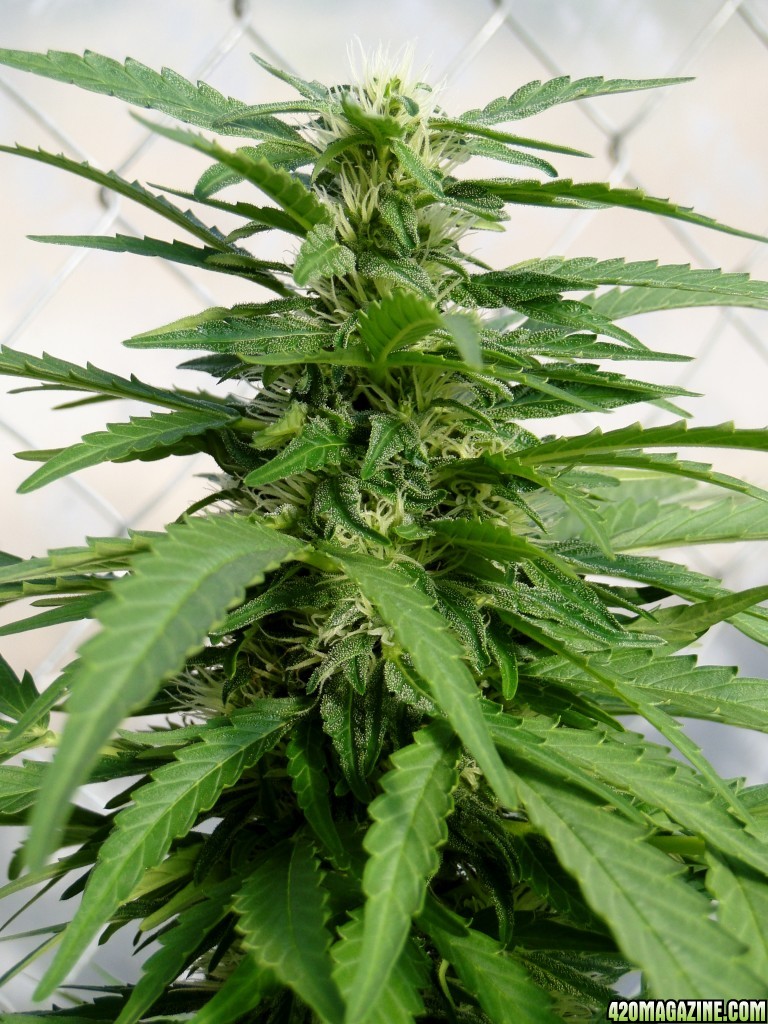 Organic Sour Diesel x OG Kush x Hindu Kush-Week 3 of Flowering