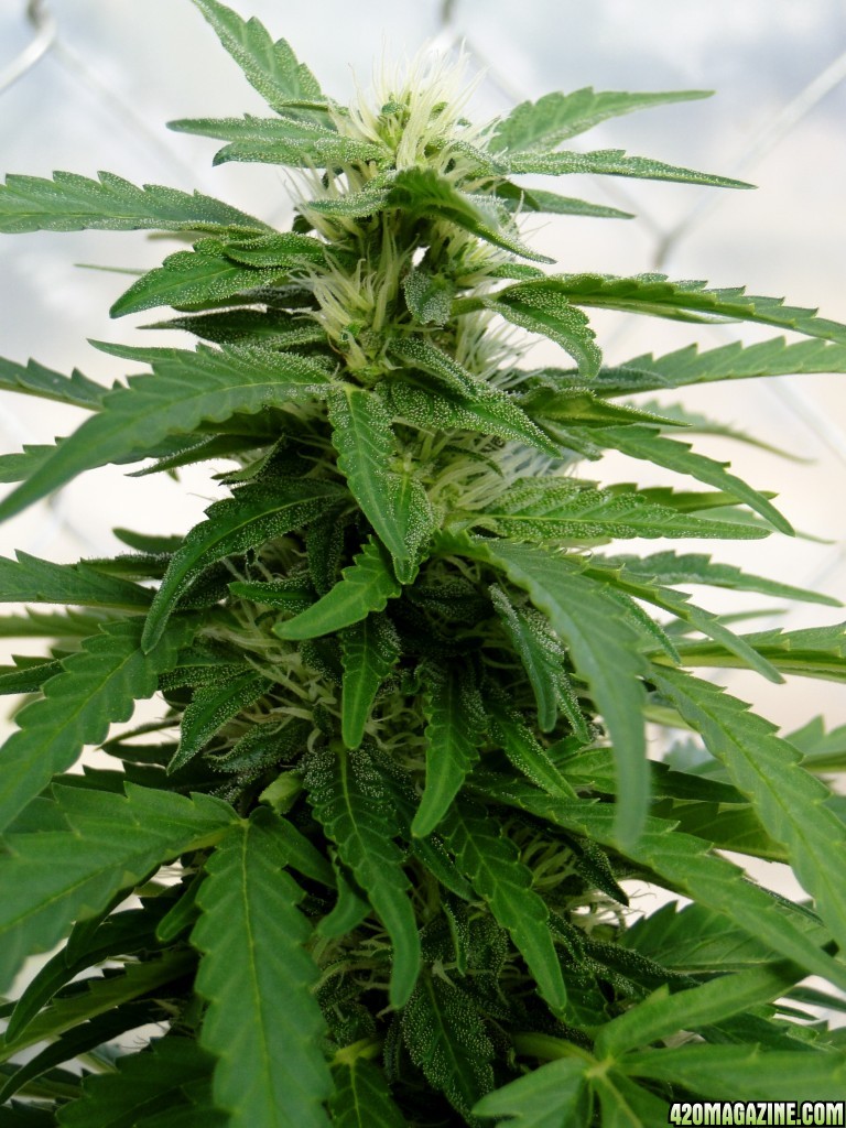 Organic Sour Diesel x OG Kush x Hindu Kush-Week 3 of Flowering