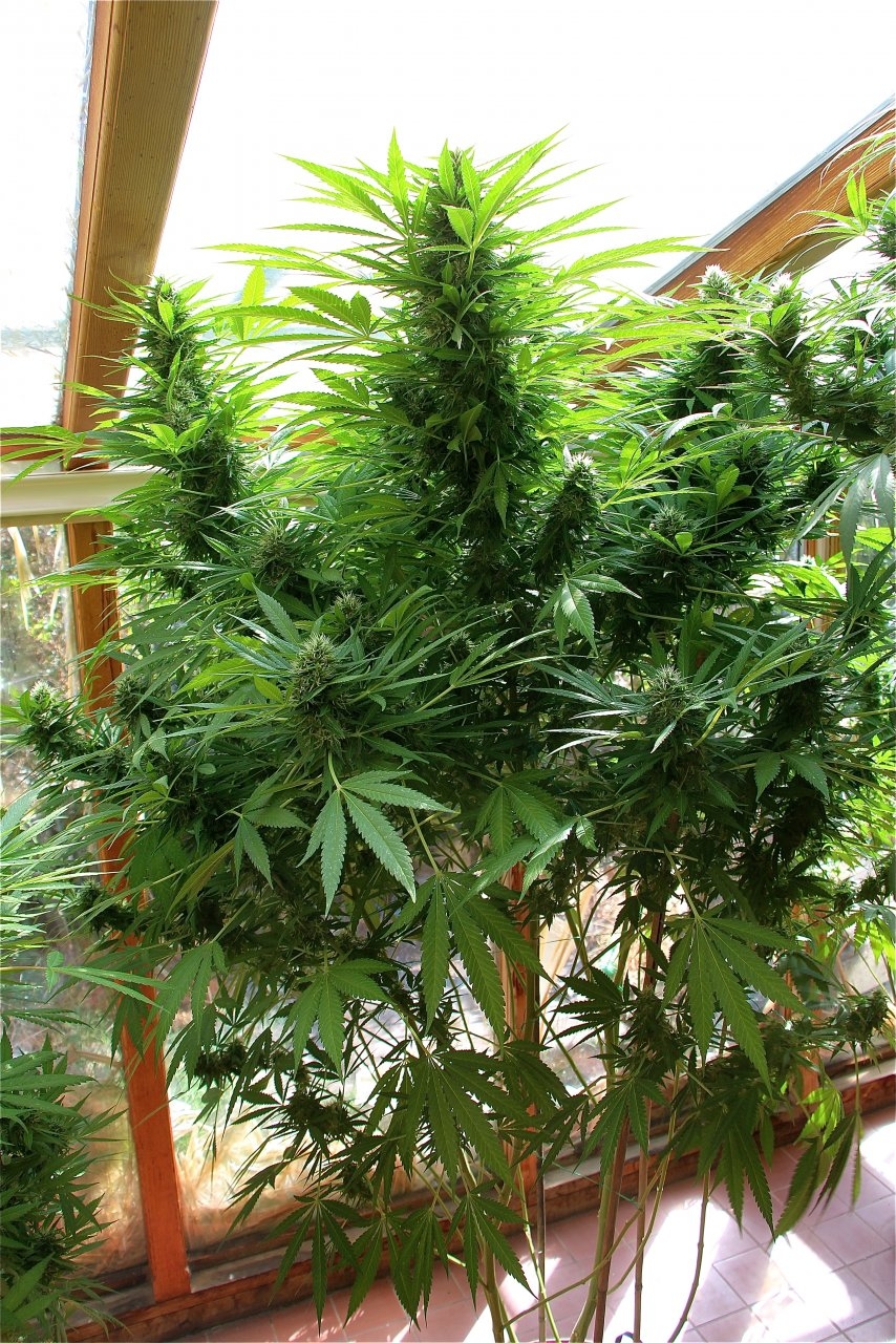 Organic Sun Room Grown Ice Bomb Feminized-Pheno #1/Day 32 of Flowering