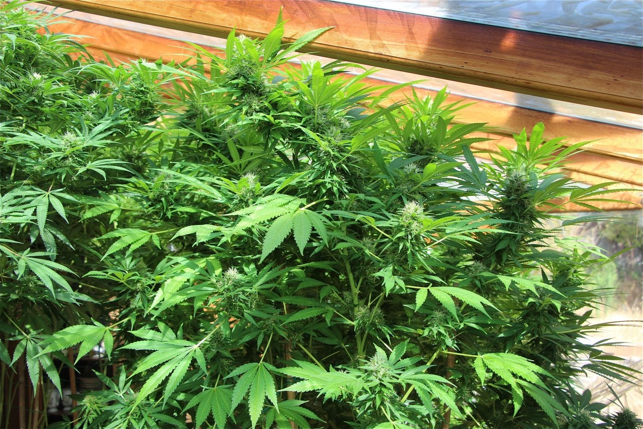 Organic Sun Room Grown Ice Bomb Feminized-Pheno #1/Day 32 of Flowering