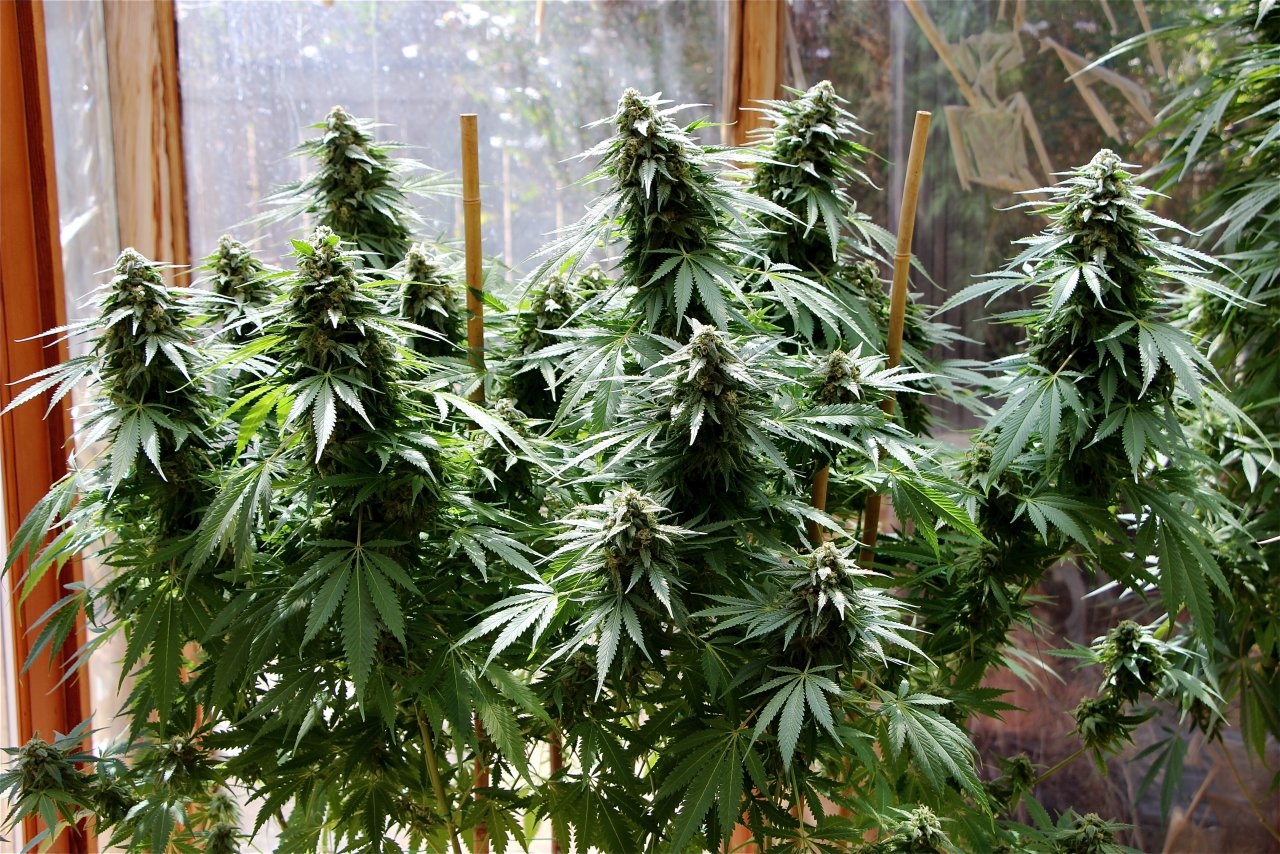 Organic Sun Room Grown Jilly Bean #2-Pheno #1/Week 9 of Flowering