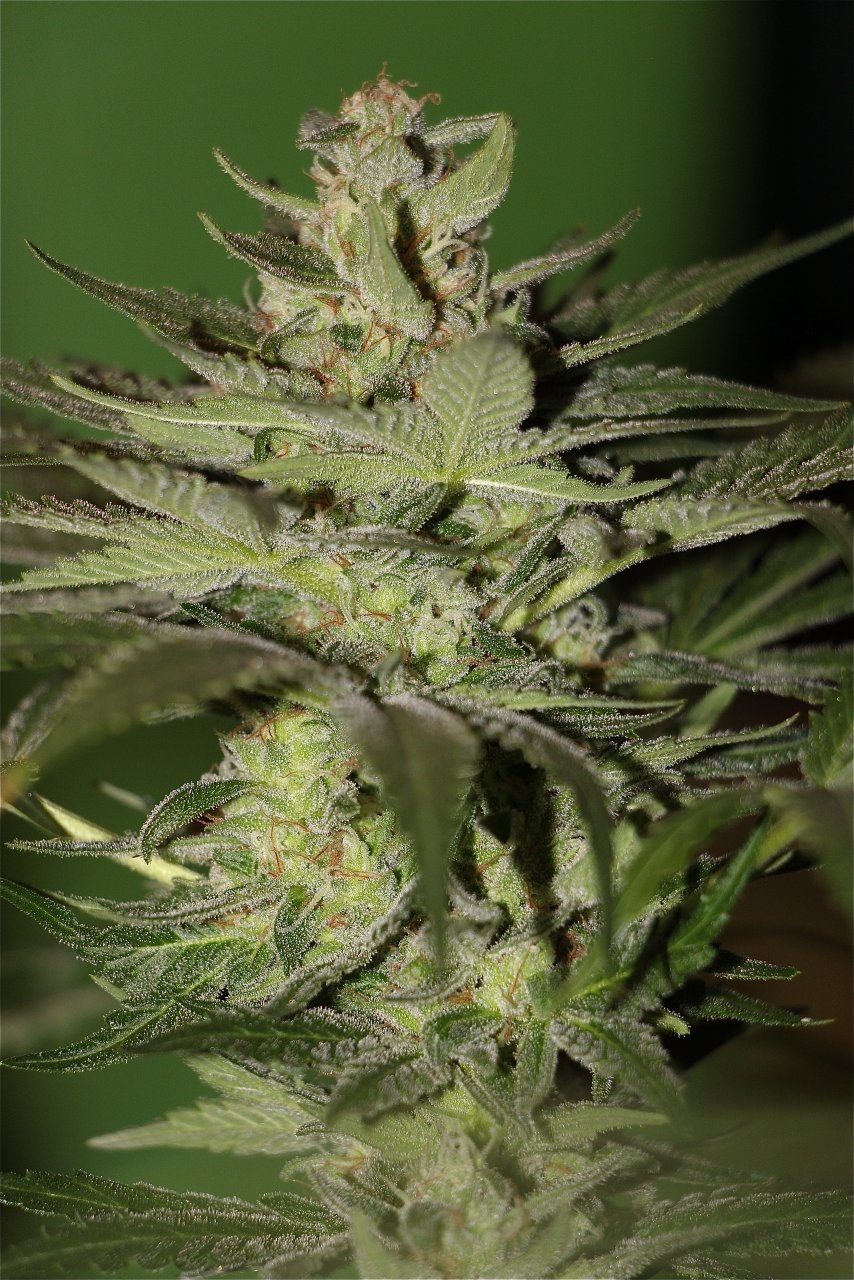 Organic Sun Room Grown Jilly Bean-Pheno #1/Day 47 of Flowering