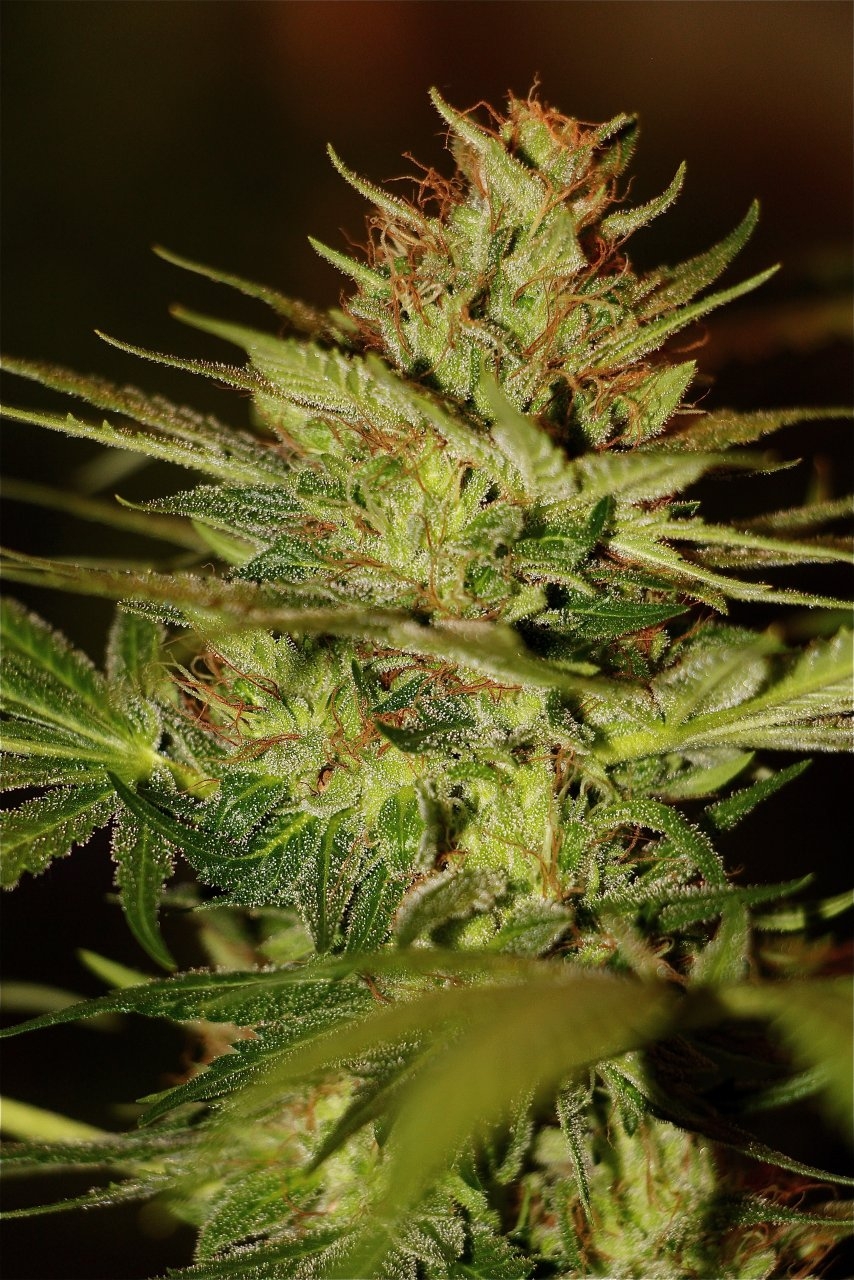 Organic Sun Room Grown Jilly Bean-Pheno #3/Day 59 of Flowering