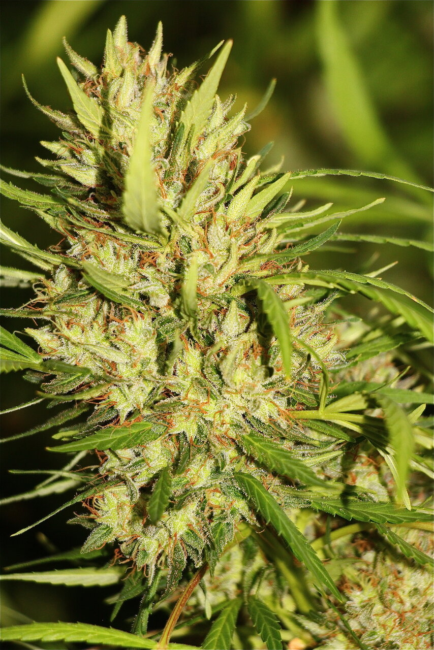 Organic Sun Room Grown Jilly Bean-Pheno #3/Day 64 of Flowering