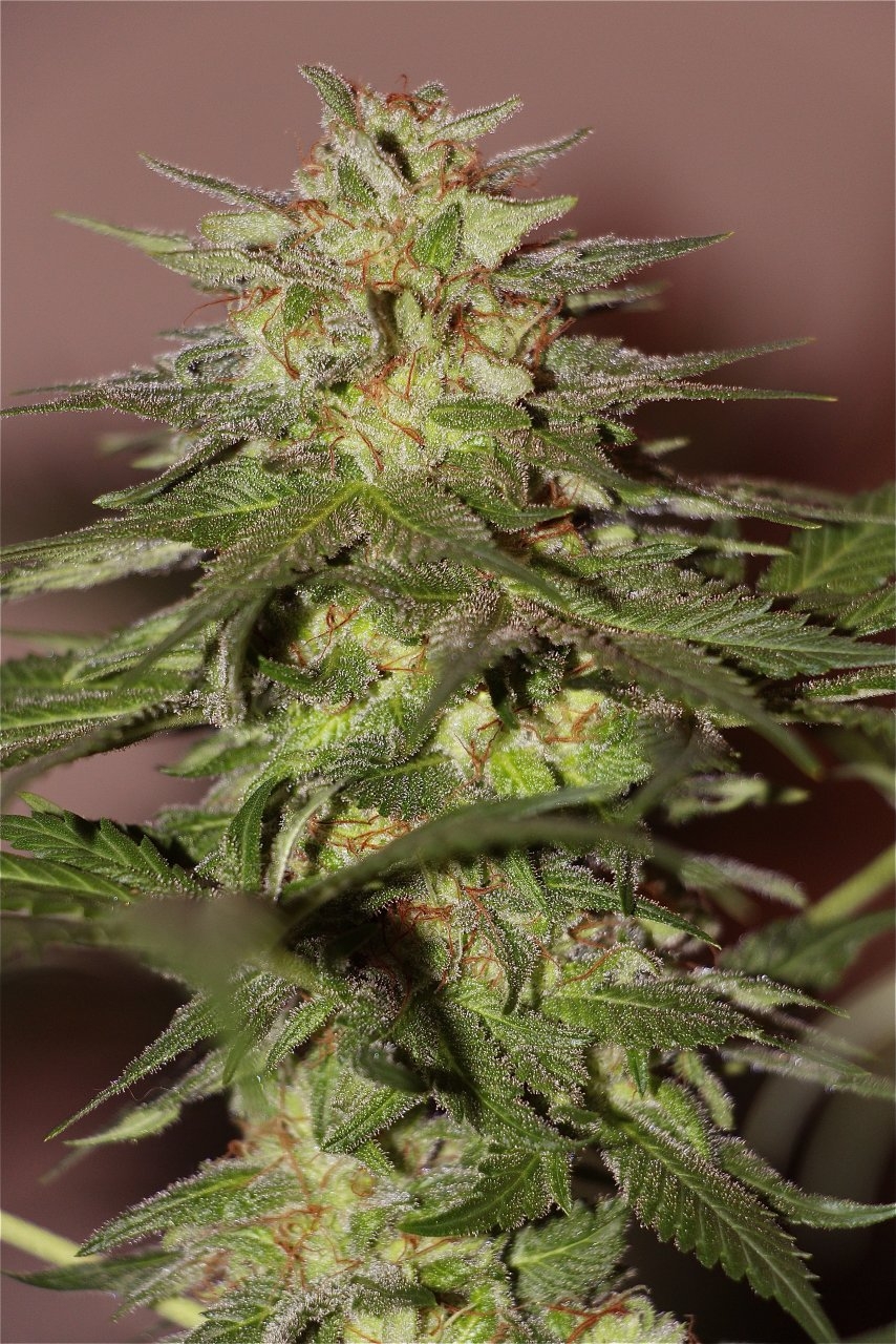 Organic Sun Room Grown OG Kush x GDP-Pheno #1/Day 57 of Flowering