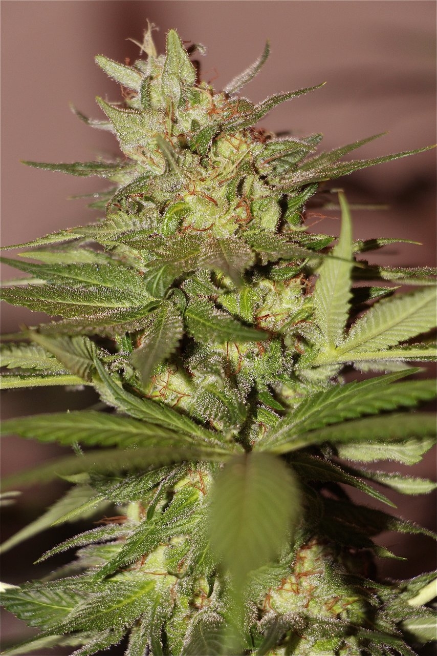 Organic Sun Room Grown OG Kush x GDP-Pheno #1/Day 57 of Flowering