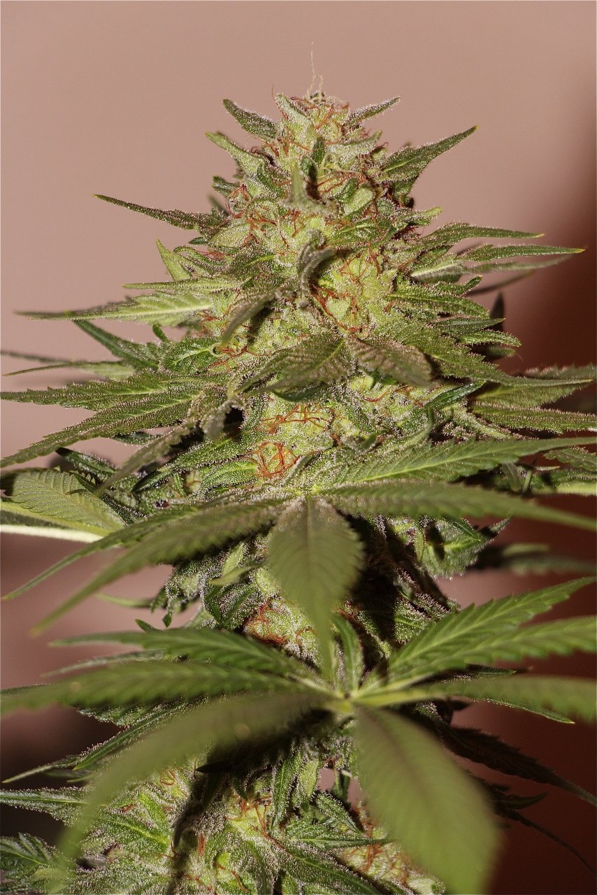 Organic Sun Room Grown OG Kush x GDP-Pheno #1/Day 57 of Flowering