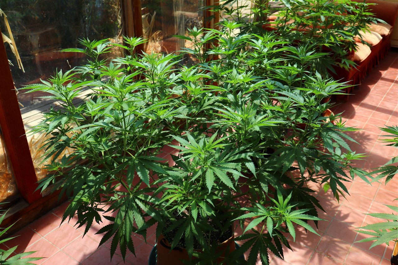 Organic Sun Room Grown Pungent Skunk Feminzed