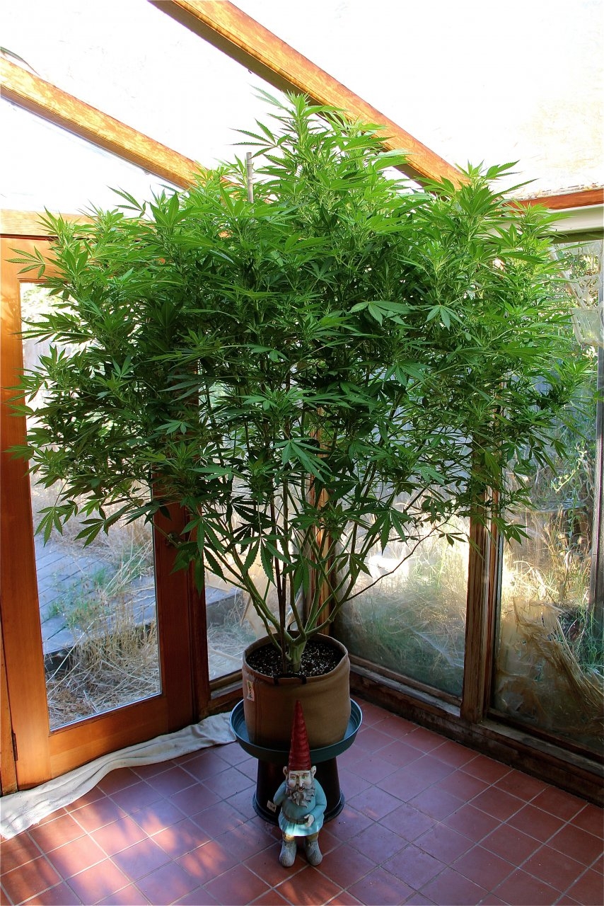 Organic Sun Room Grown THC Bomb Feminized-Week 1 of Flowering