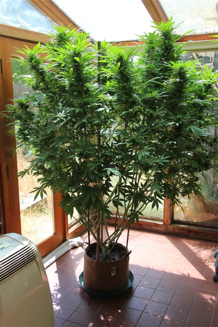 Organic Sun Room Grown THC Bomb Feminized-Week 3 of Flowering