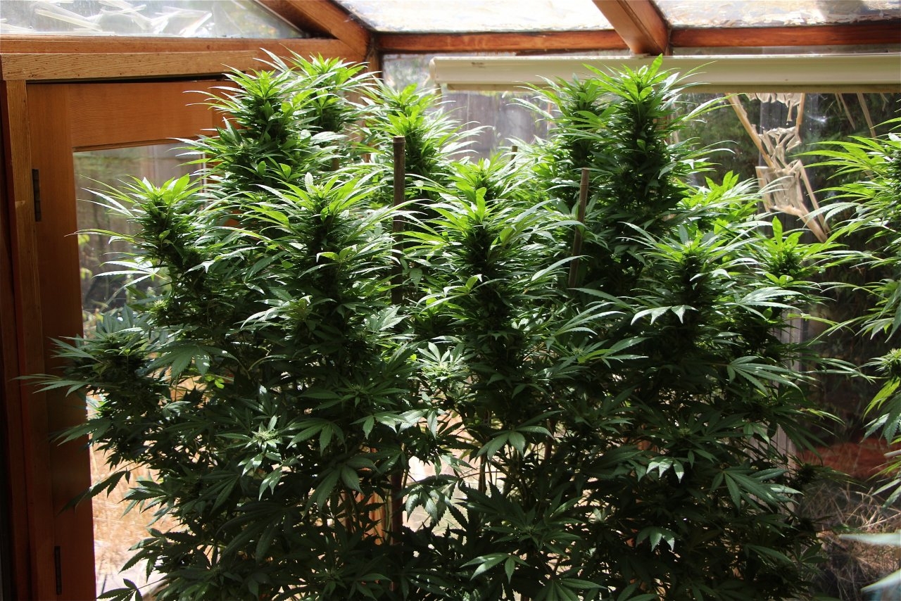 Organic Sun Room Grown THC Bomb Feminized-Week 3 of Flowering