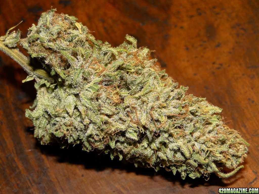 Organic_Blueberry_x_Cheese_Nugget