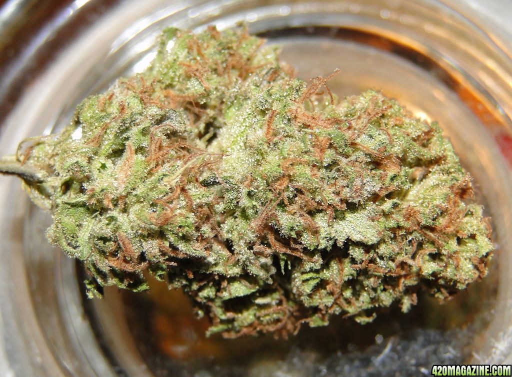 Organic_G_D_P_x_O_G_Kush_Bud1