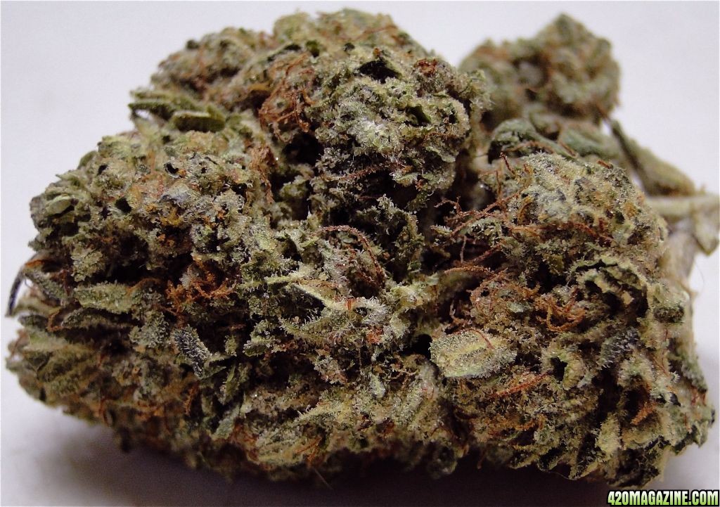 Organic_Grand_Daddy_Purple3