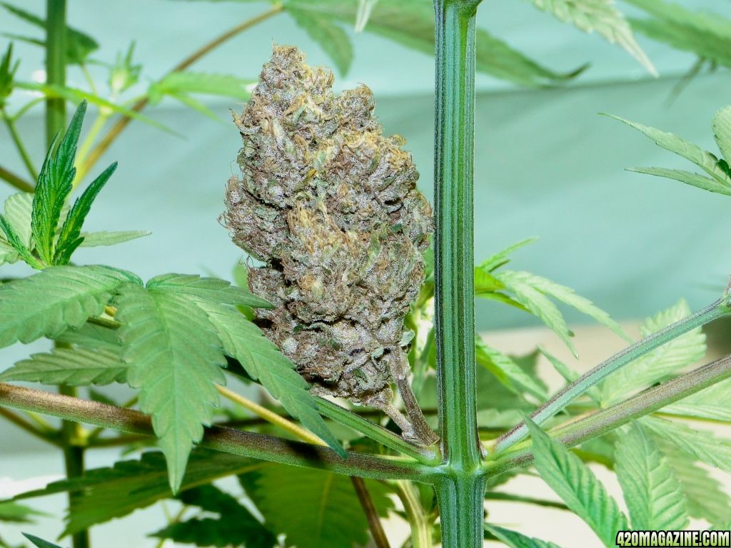 Organic_Green_Crack_Flower