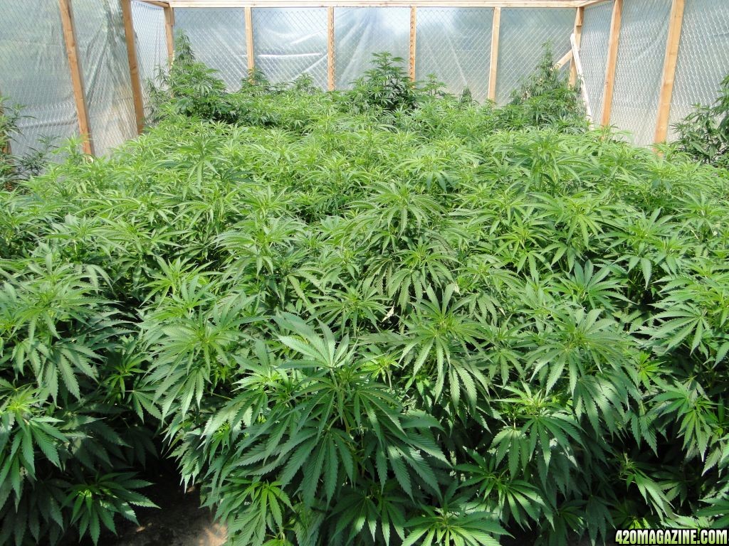 Organic_Medical_Cannabis_Garden