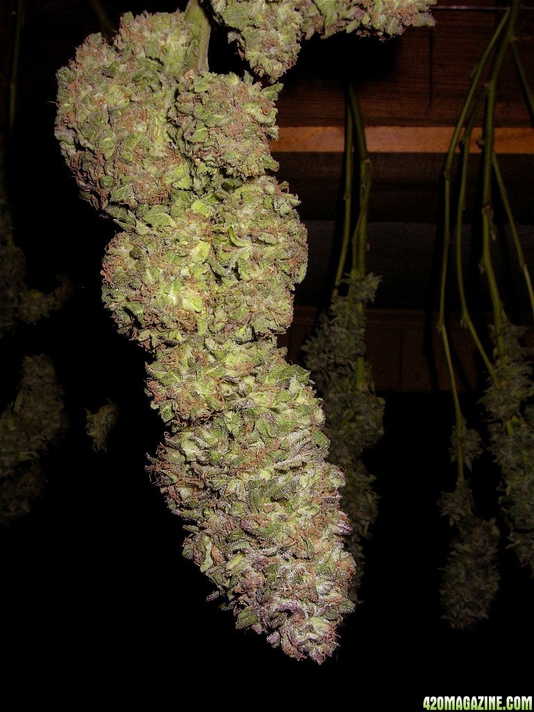 Organic_Outdoor_Purple_Urkle