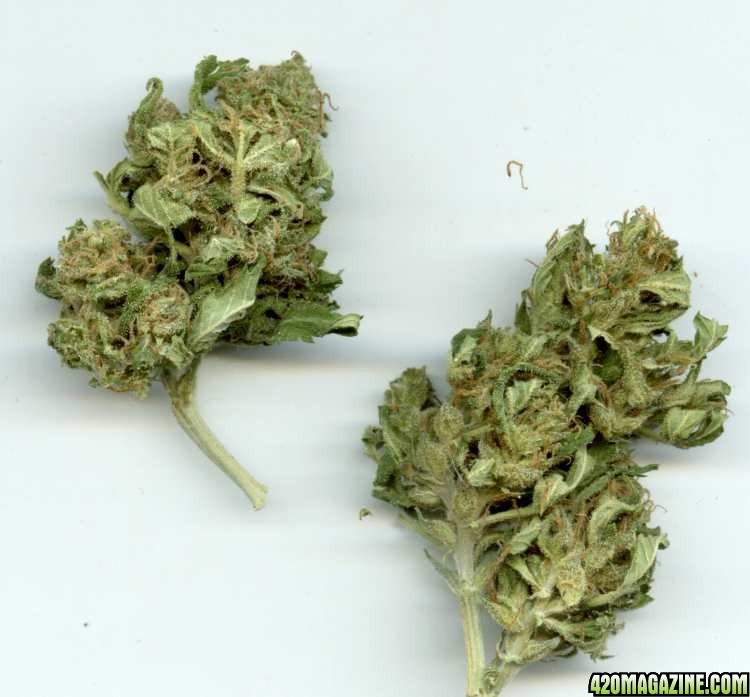 organic_skunk