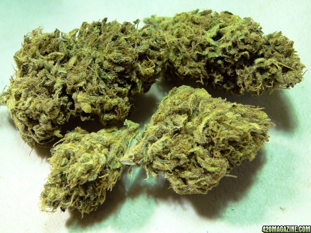 Organic_Sour_Diesel1