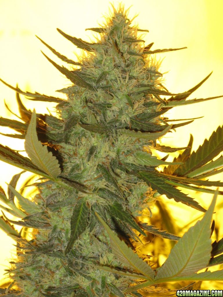 Organically_Grown_Indoor_Casey_Jones