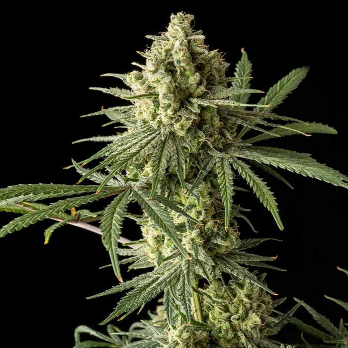 original-blue-cheese-weed-seeds-strains-the-original-big-buddha-family-farms.jpg