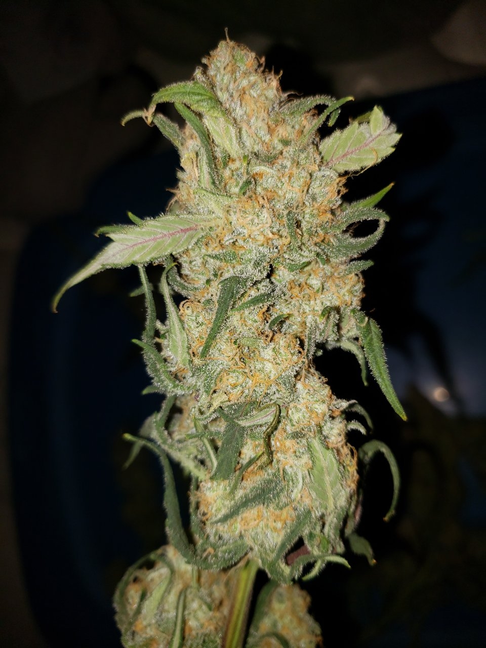 Original Chemdawg