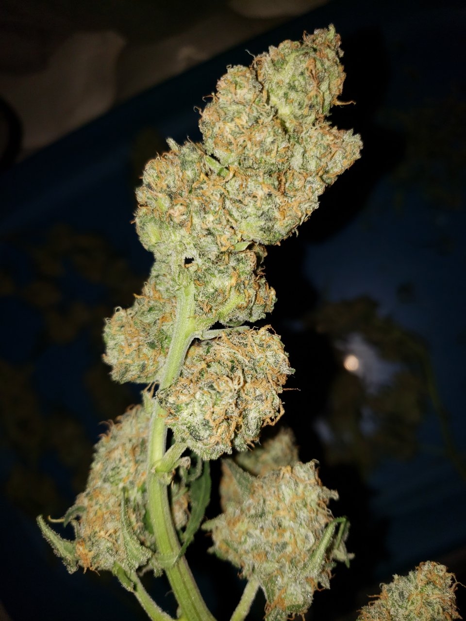 Original Chemdawg