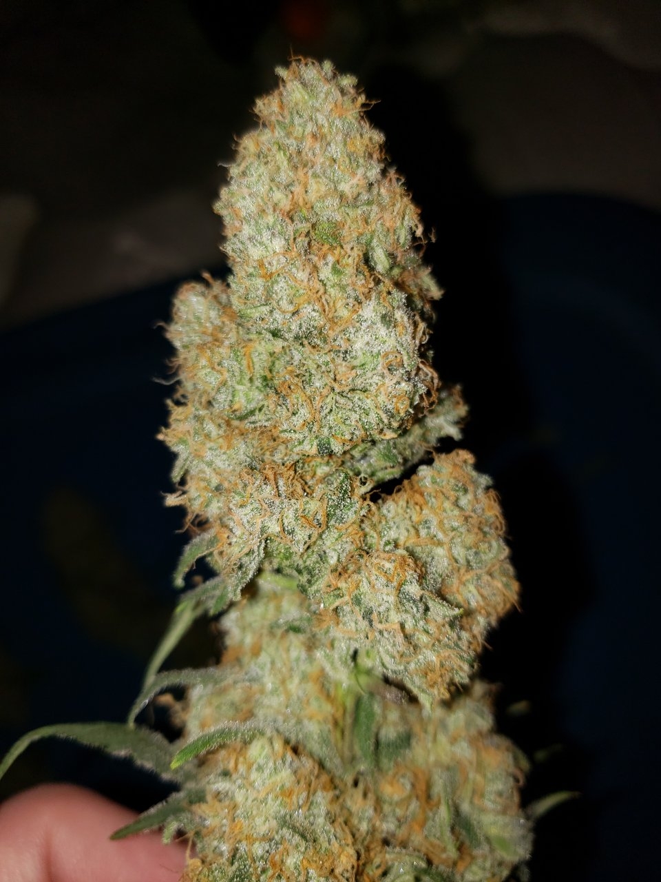 Original Chemdawg