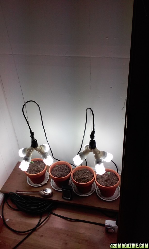 OUR FIRST GROW