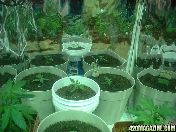 our grow room