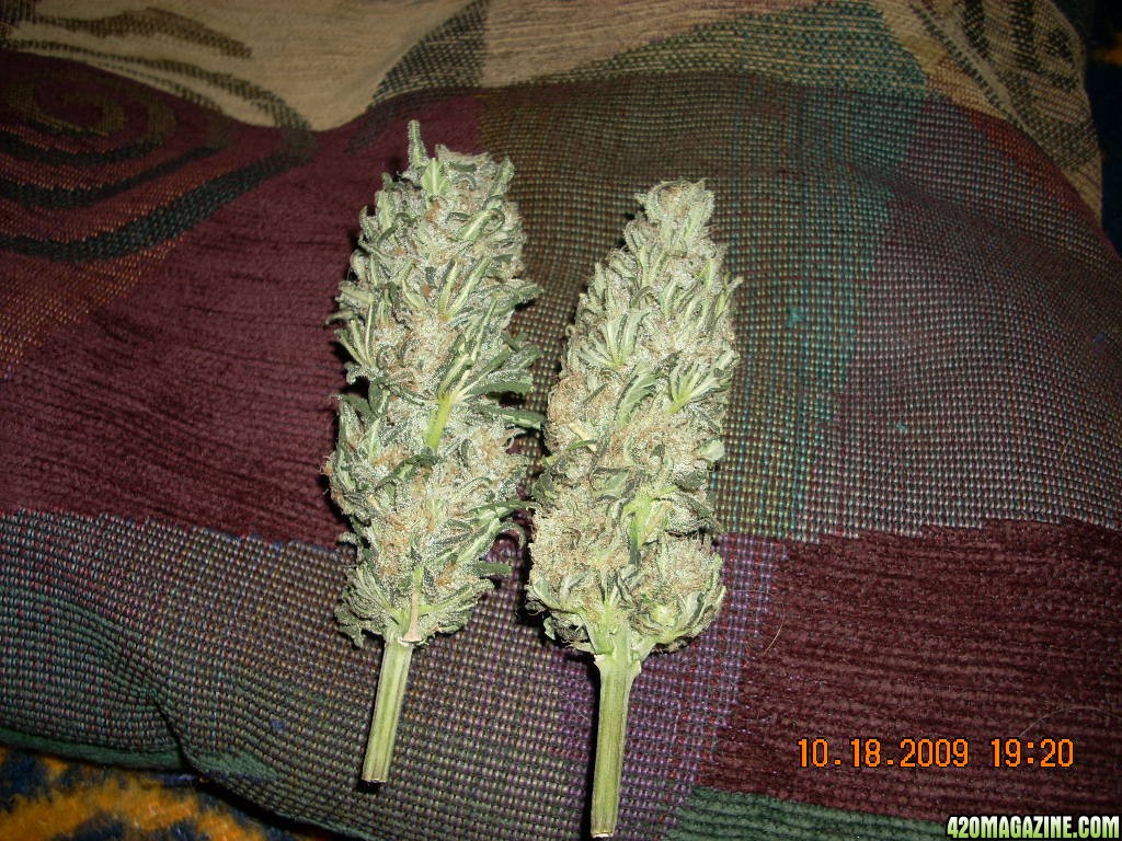 Our last Aurora buds