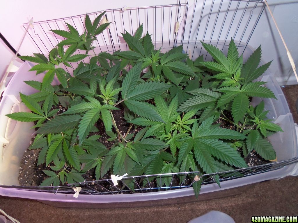 Our  Second Grow...